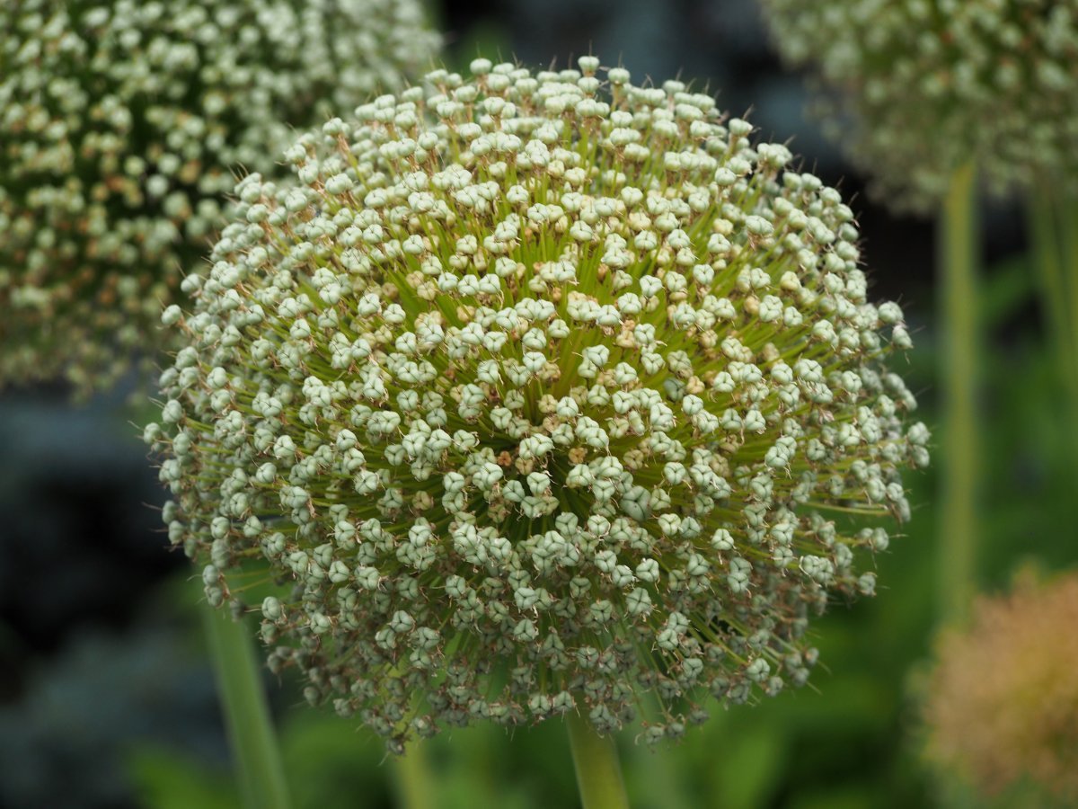 Аллиум Амбасадор - фото 6