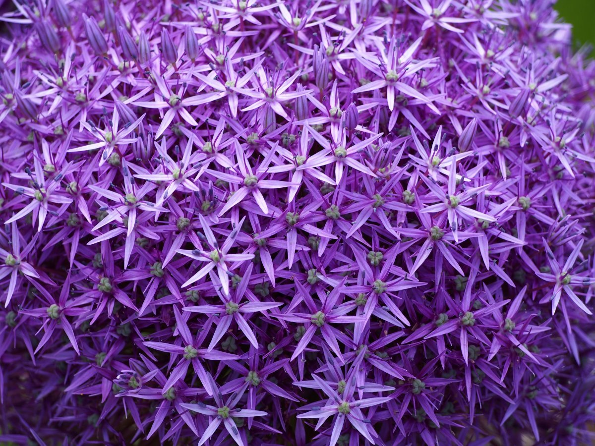 Аллиум Гладиатор - фото 3