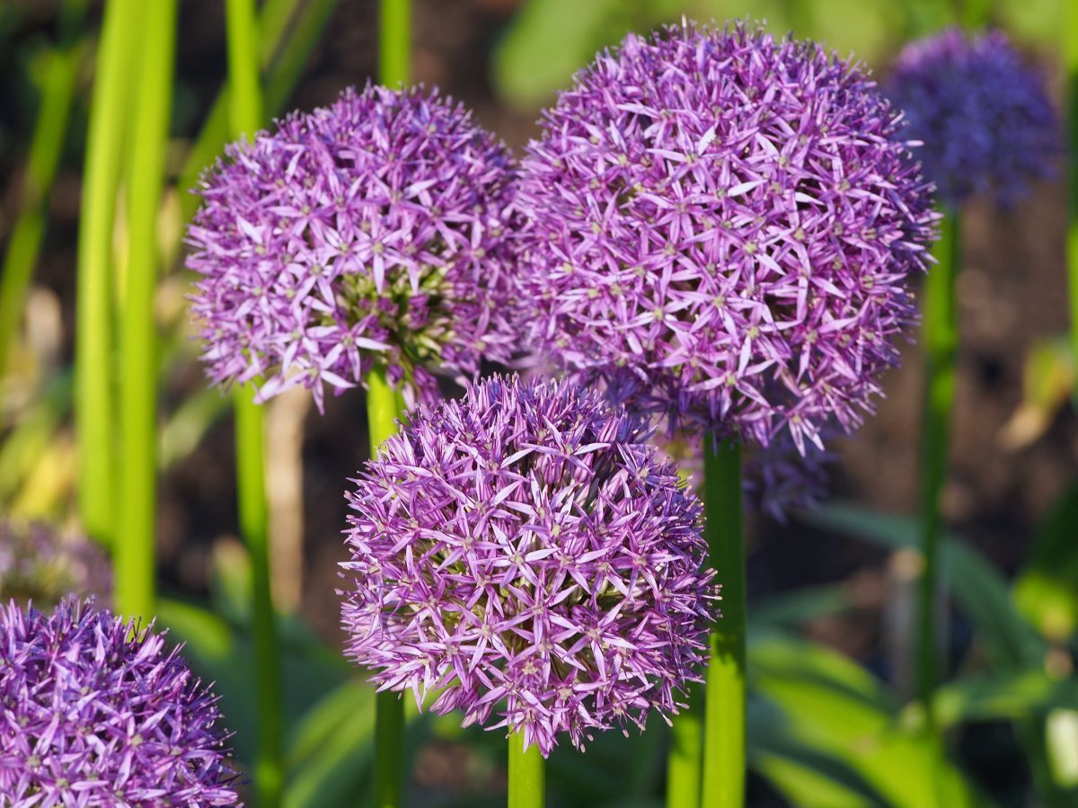 Аллиум Гладиатор - фото 8