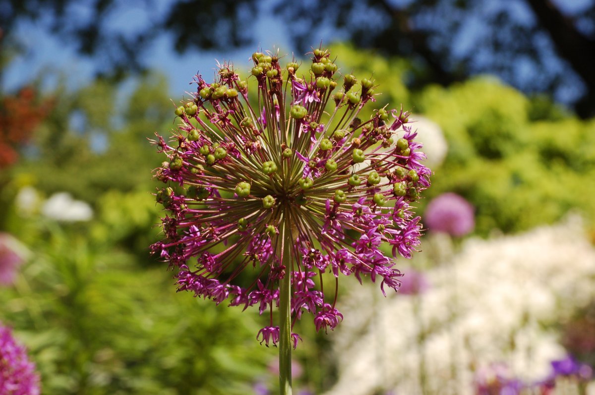 Аллиум Гладиатор - фото 10