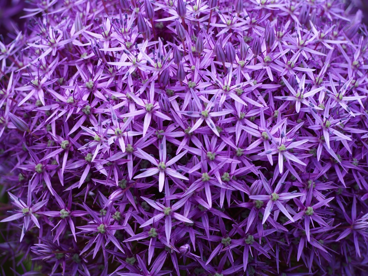 Аллиум Гладиатор - фото 4