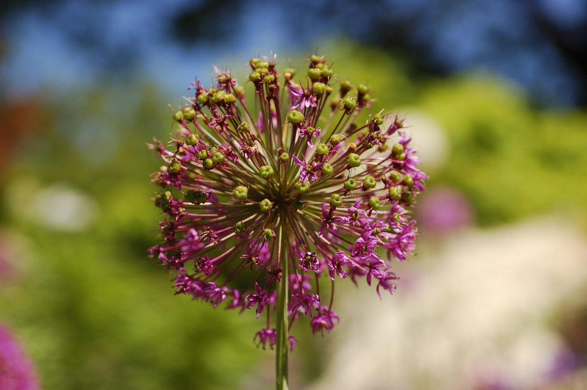 Аллиум Гладиатор - фото 11