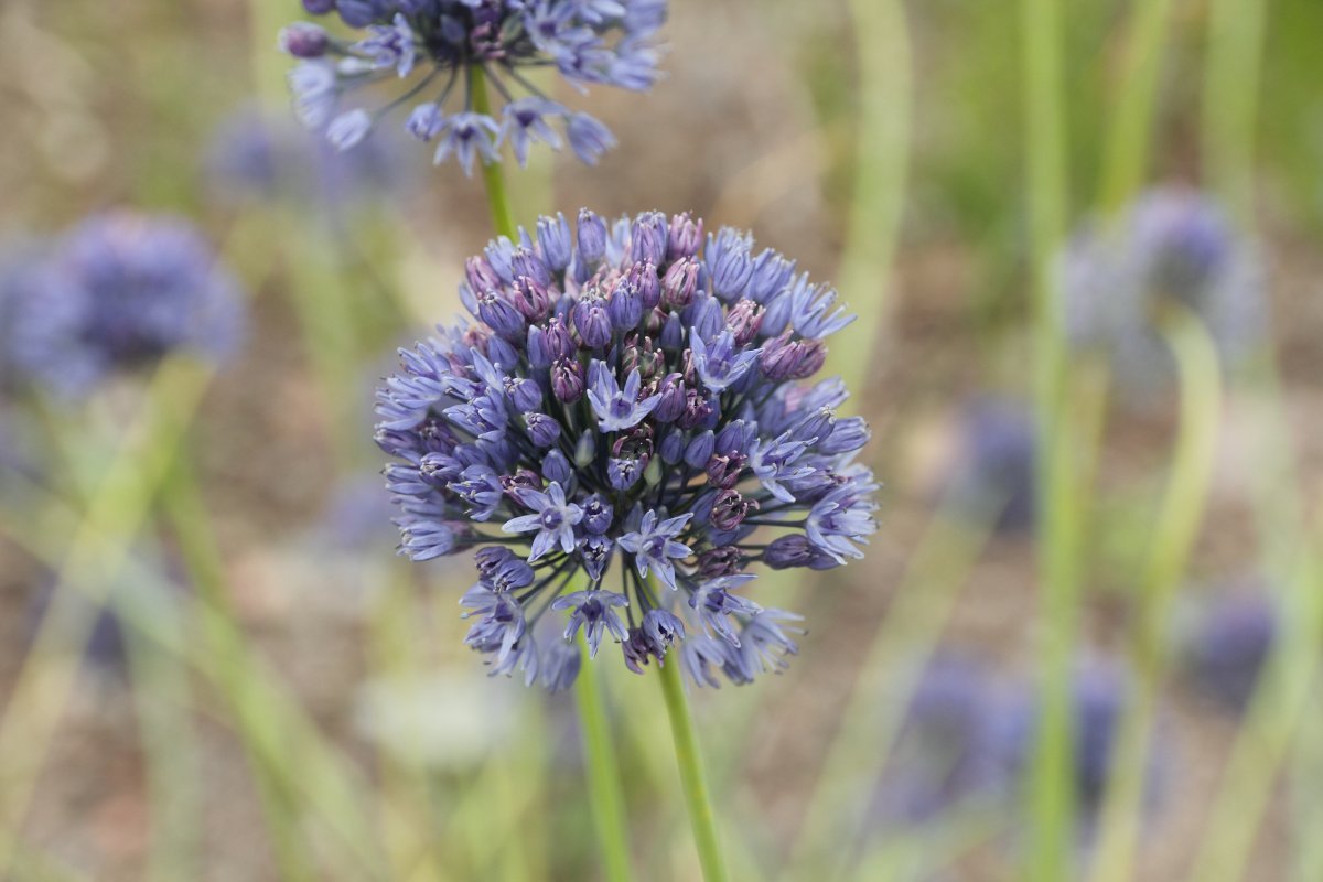 Аллиум голубой - фото 3