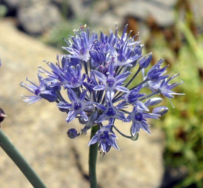 Аллиум голубой - фото 11