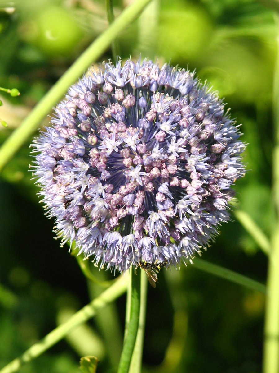 Аллиум голубой - фото 10