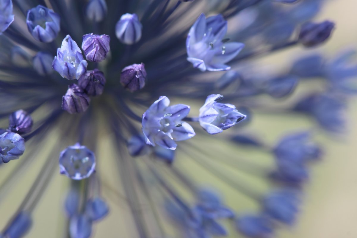 Аллиум голубой - фото 5