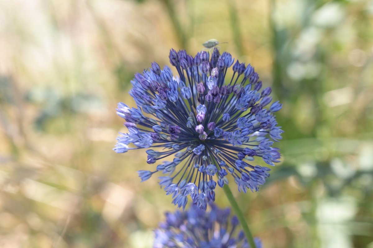 Аллиум голубой - фото 7