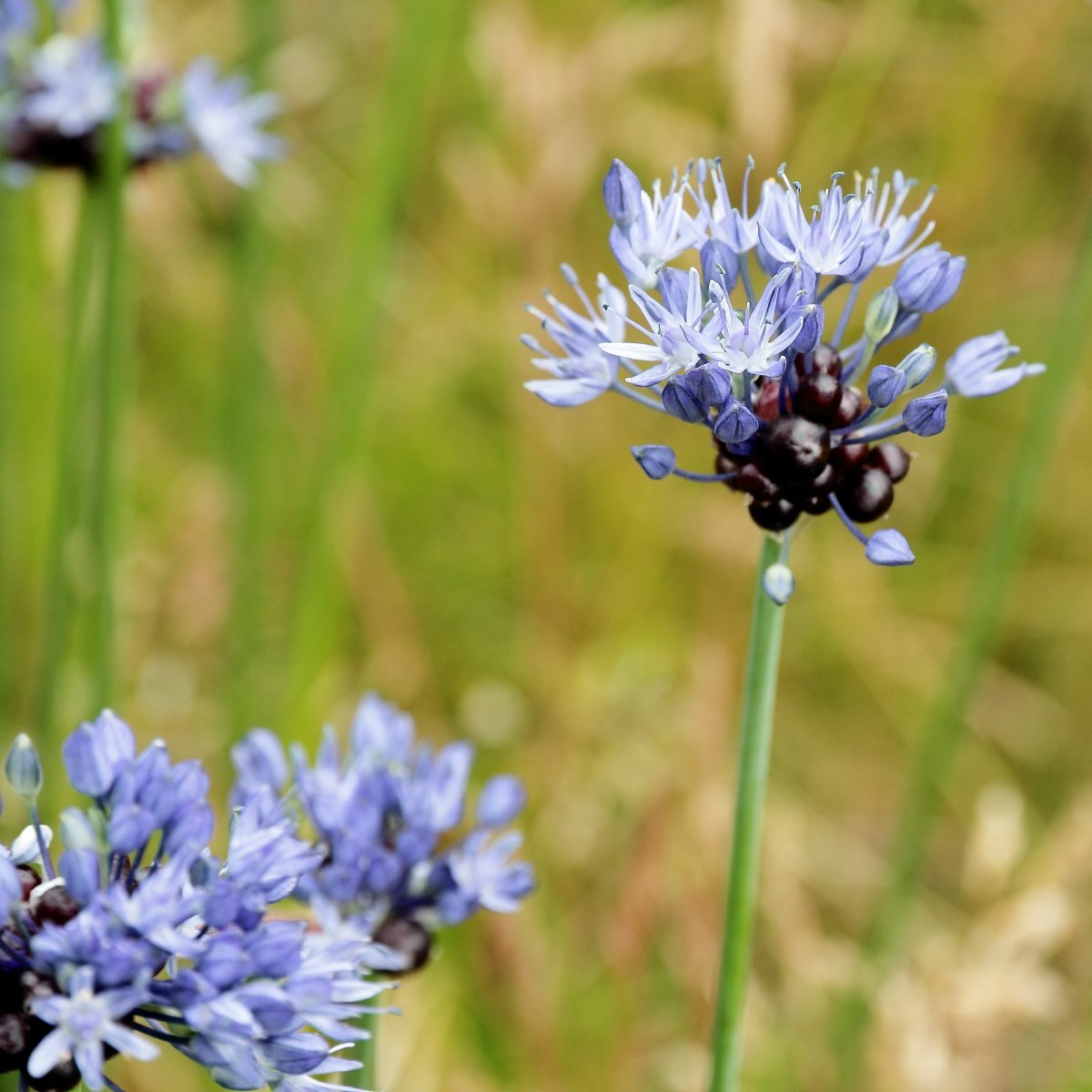 Аллиум голубой - фото 4