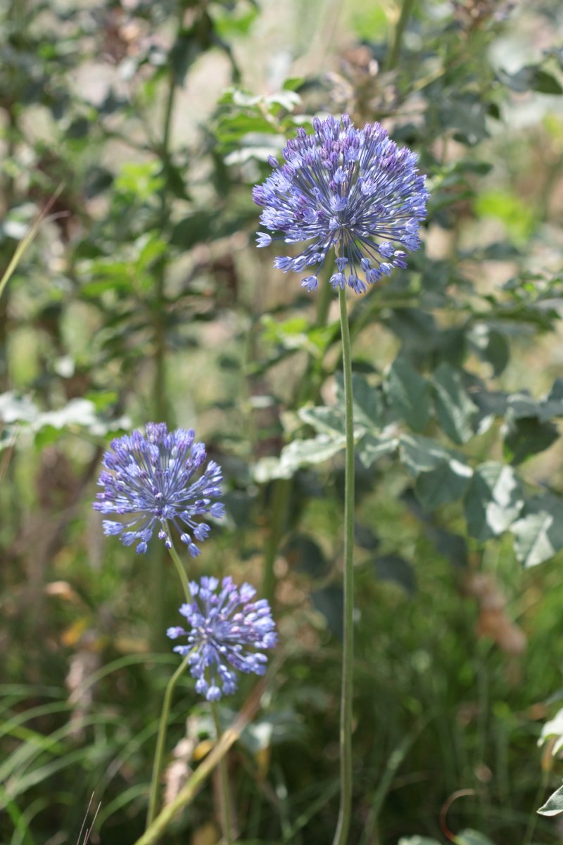 Аллиум голубой - фото 8