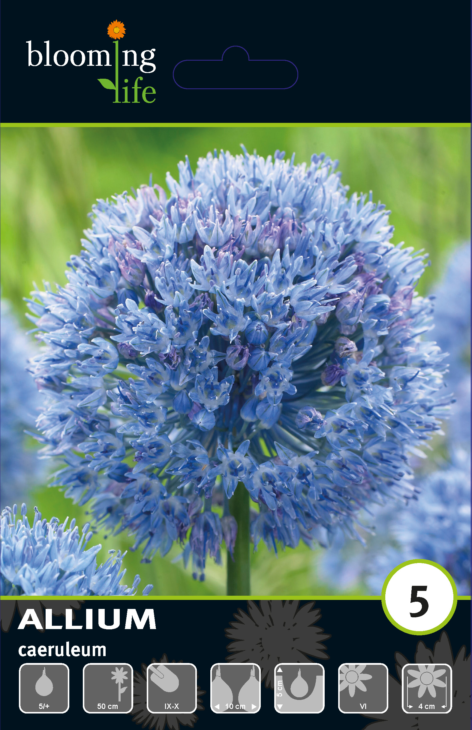 Аллиум голубой