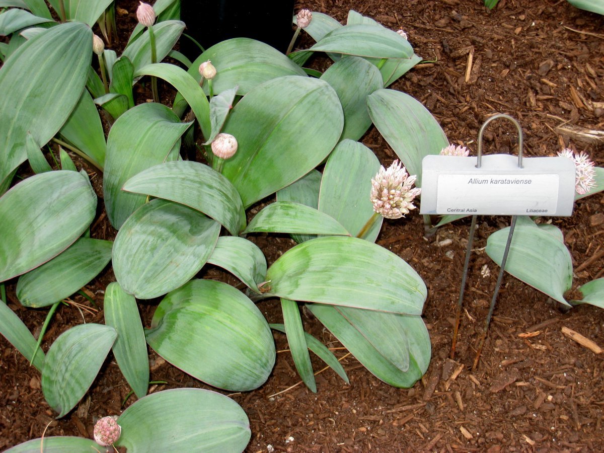 Аллиум каратавский - фото 5
