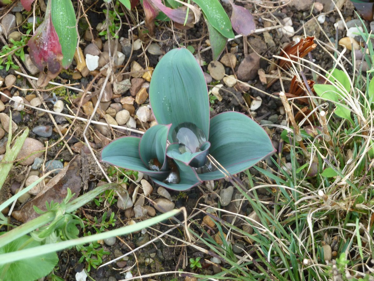 Аллиум каратавский - фото 4