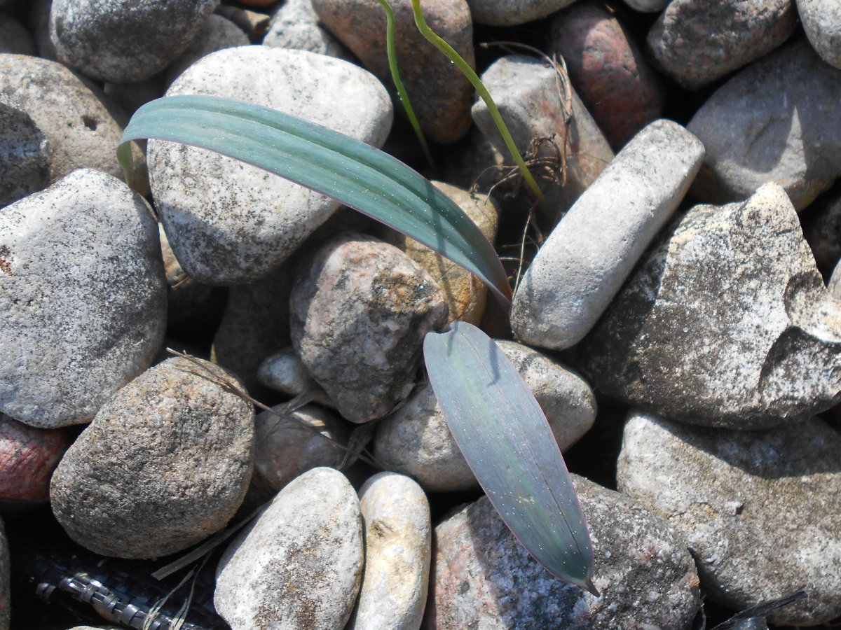 Аллиум каратавский - фото 9