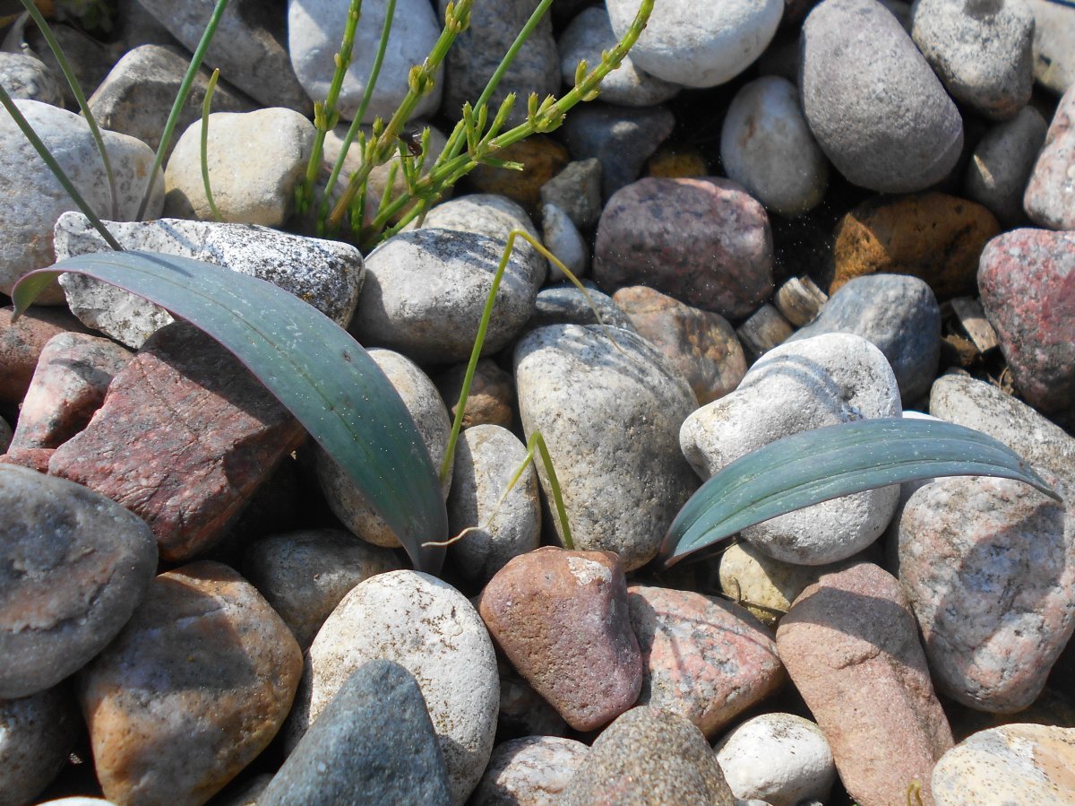 Аллиум каратавский - фото 10