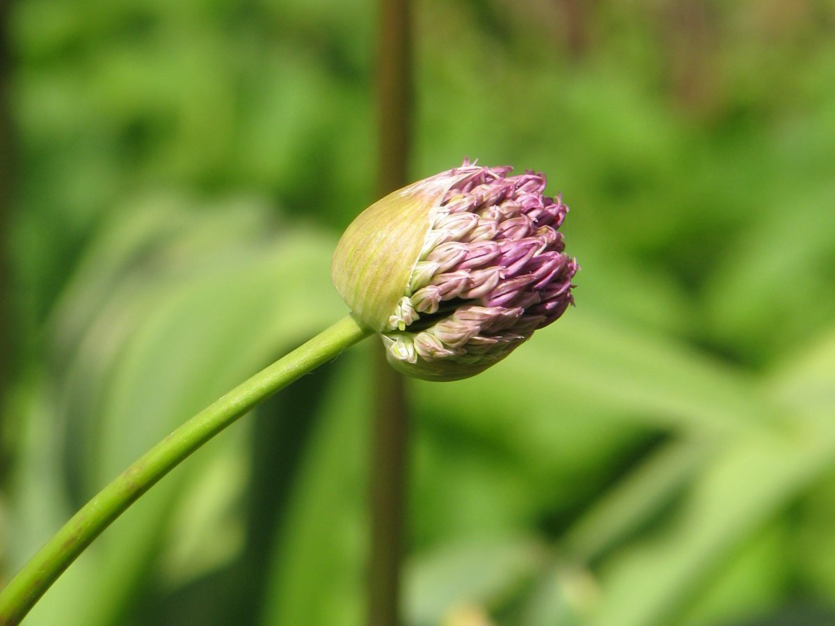 Аллиум Пёрпл Сенсейшен - фото 11