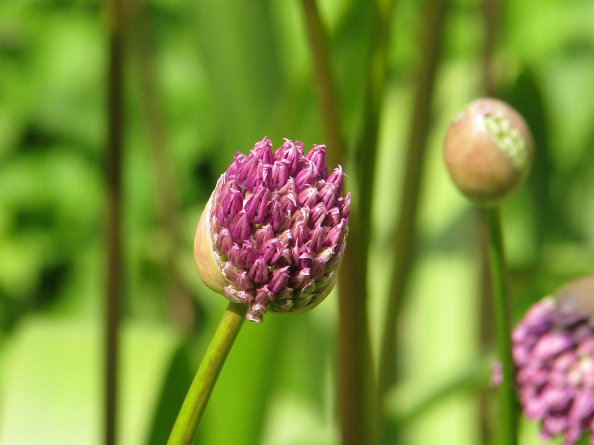 Аллиум Пёрпл Сенсейшен - фото 10