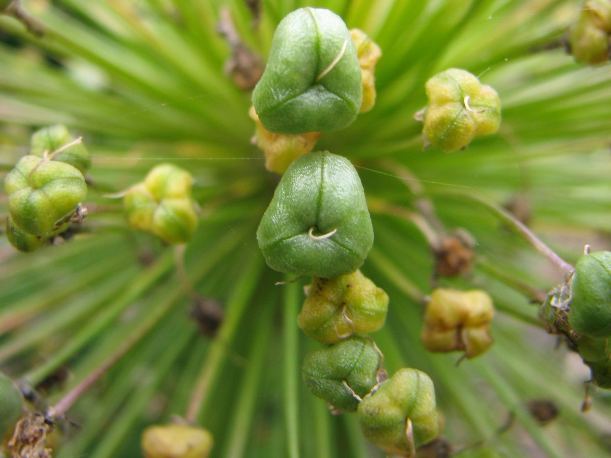 Аллиум Пёрпл Сенсейшен - фото 5