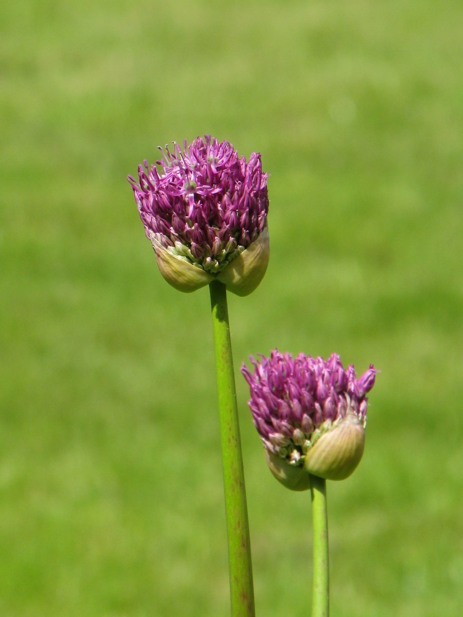 Аллиум Пёрпл Сенсейшен - фото 9