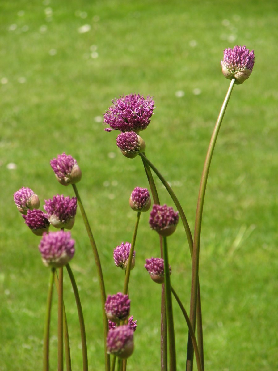 Аллиум Пёрпл Сенсейшен - фото 7