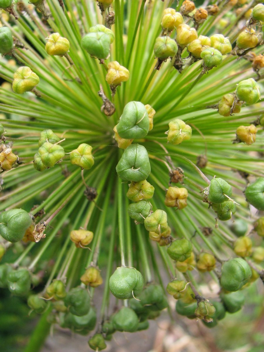 Аллиум Пёрпл Сенсейшен - фото 6