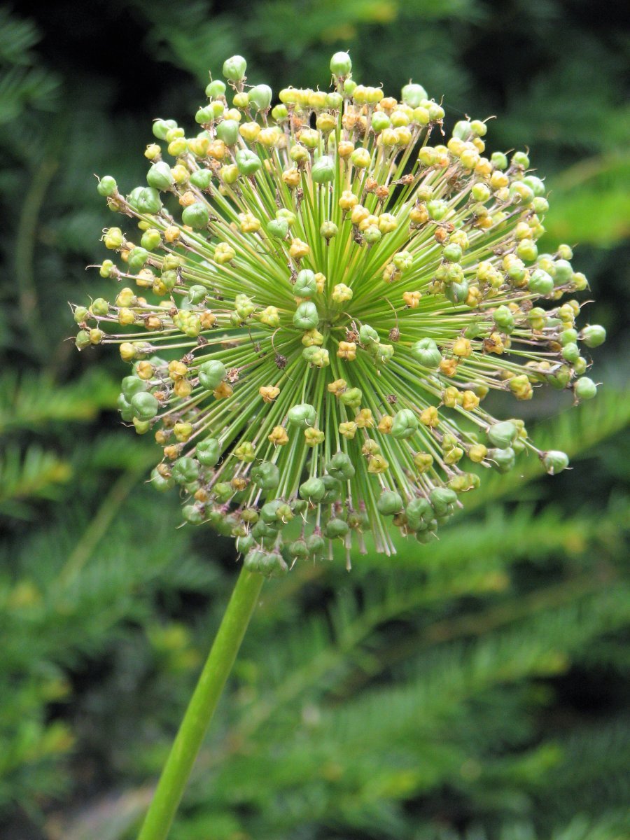 Аллиум Пёрпл Сенсейшен - фото 4