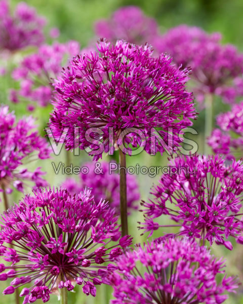 Аллиум Пёрпл Сенсейшен