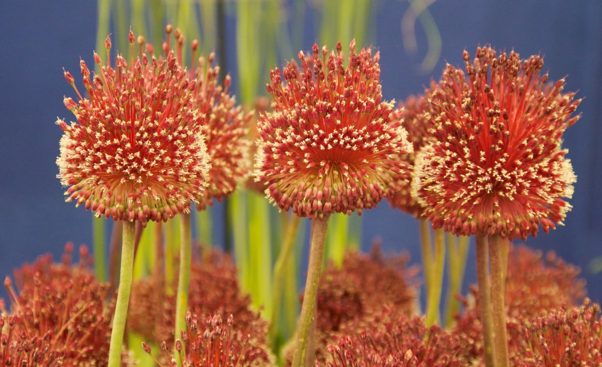 Аллиум Ред Могикан - фото 3