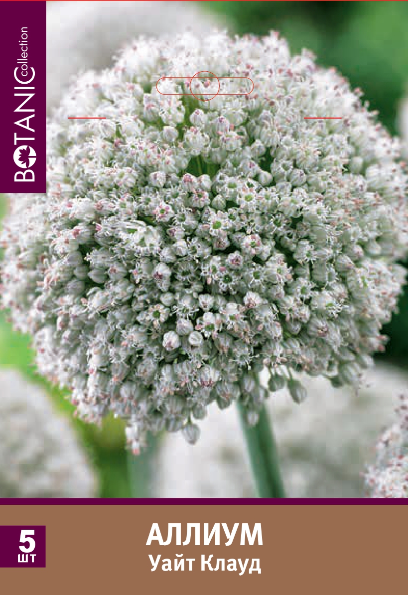 Аллиум Уайт Клауд