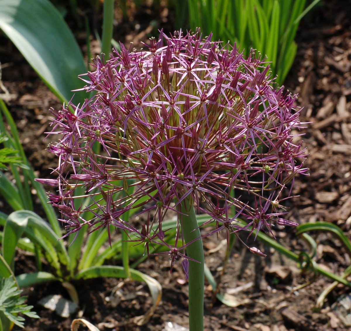 Аллиум христофа - фото 6