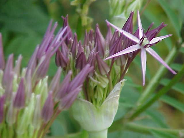 Аллиум христофа - фото 4