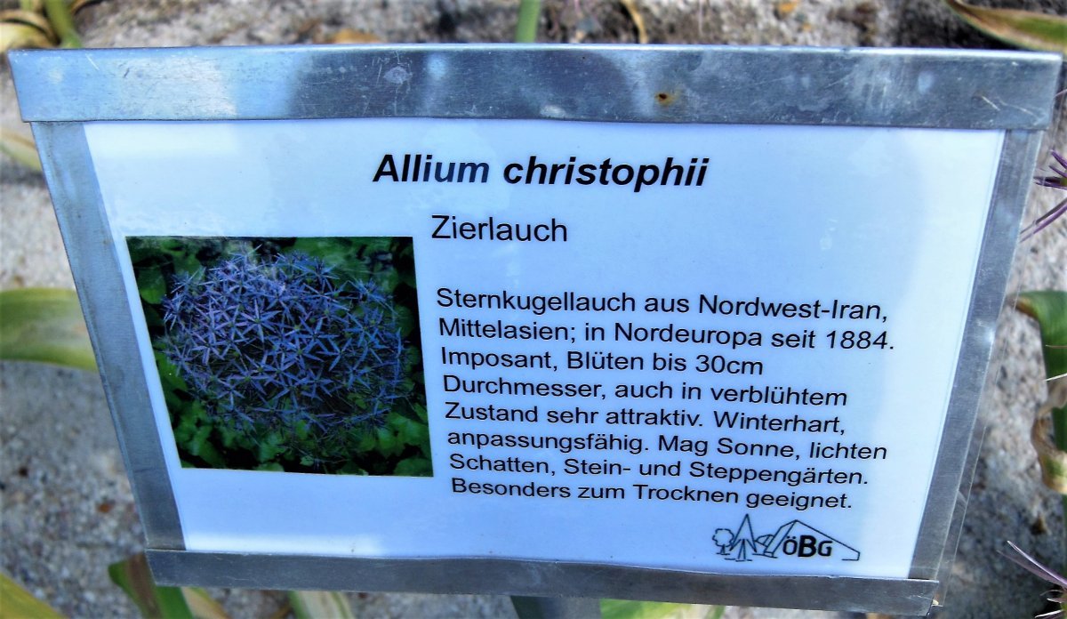 Аллиум христофа - фото 10