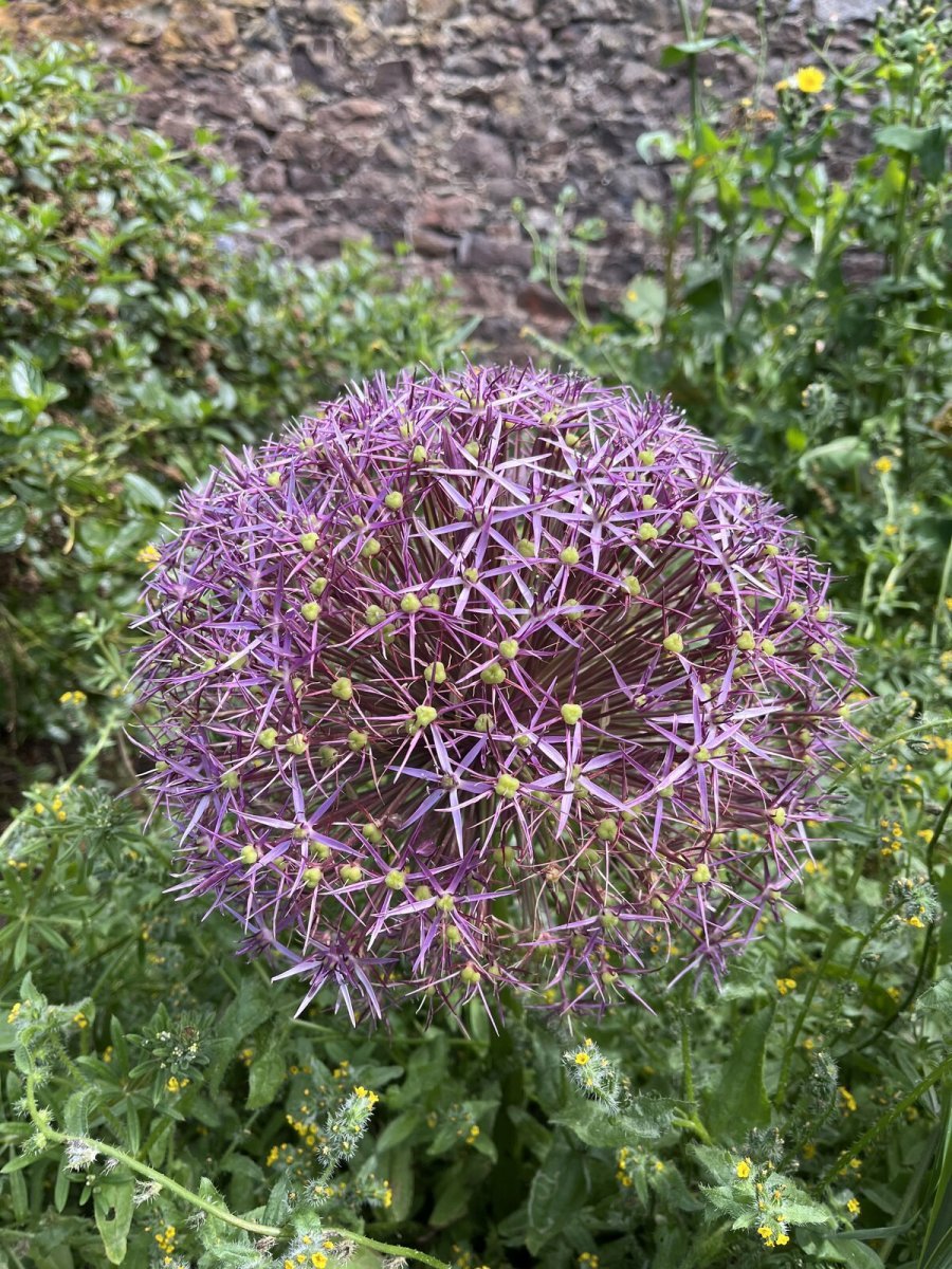 Аллиум христофа - фото 2