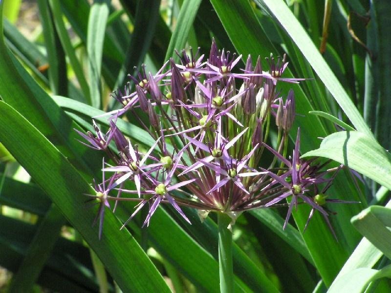 Аллиум христофа - фото 5