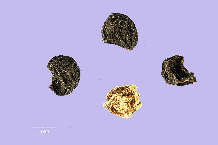 Аллиум черный - фото 11