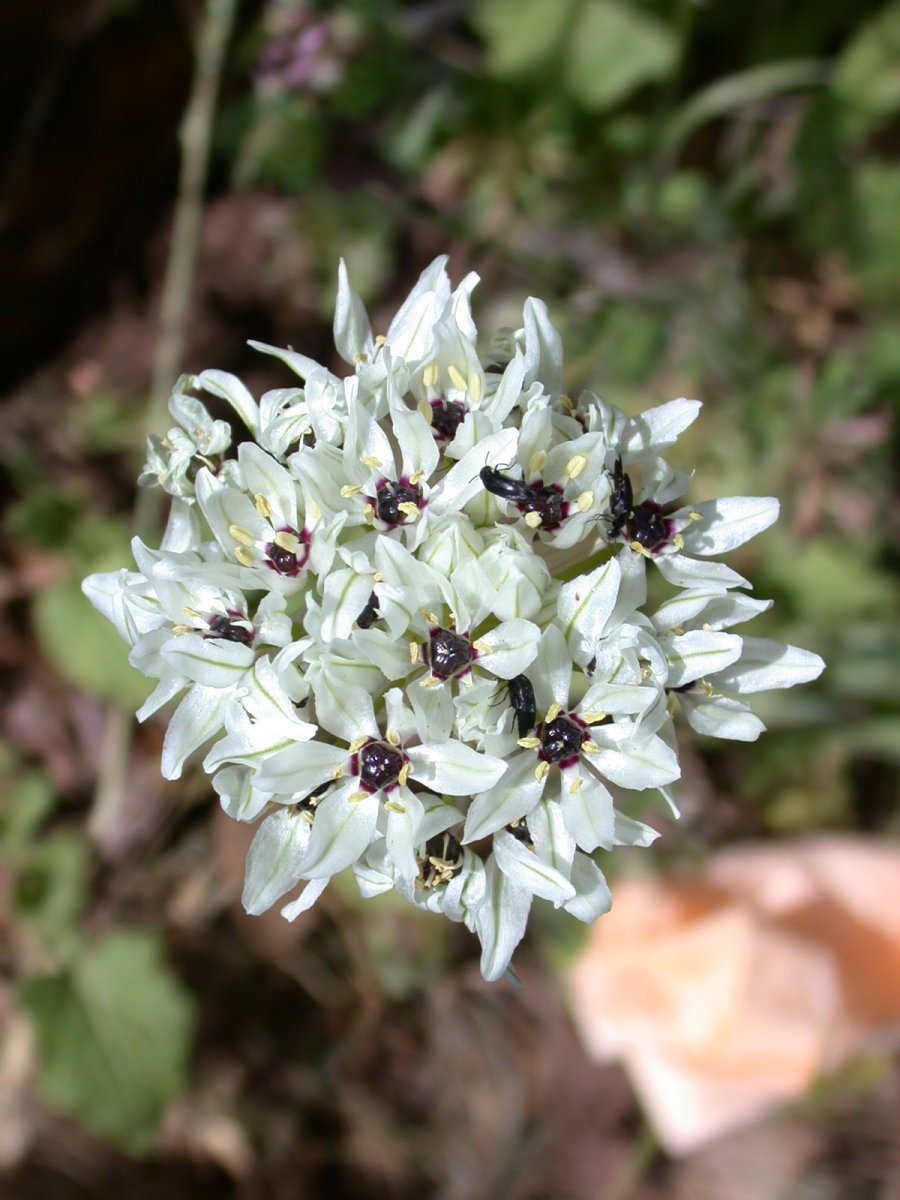 Аллиум черный - фото 5