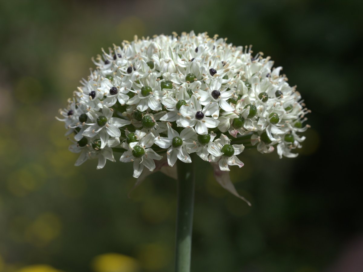 Аллиум черный - фото 9