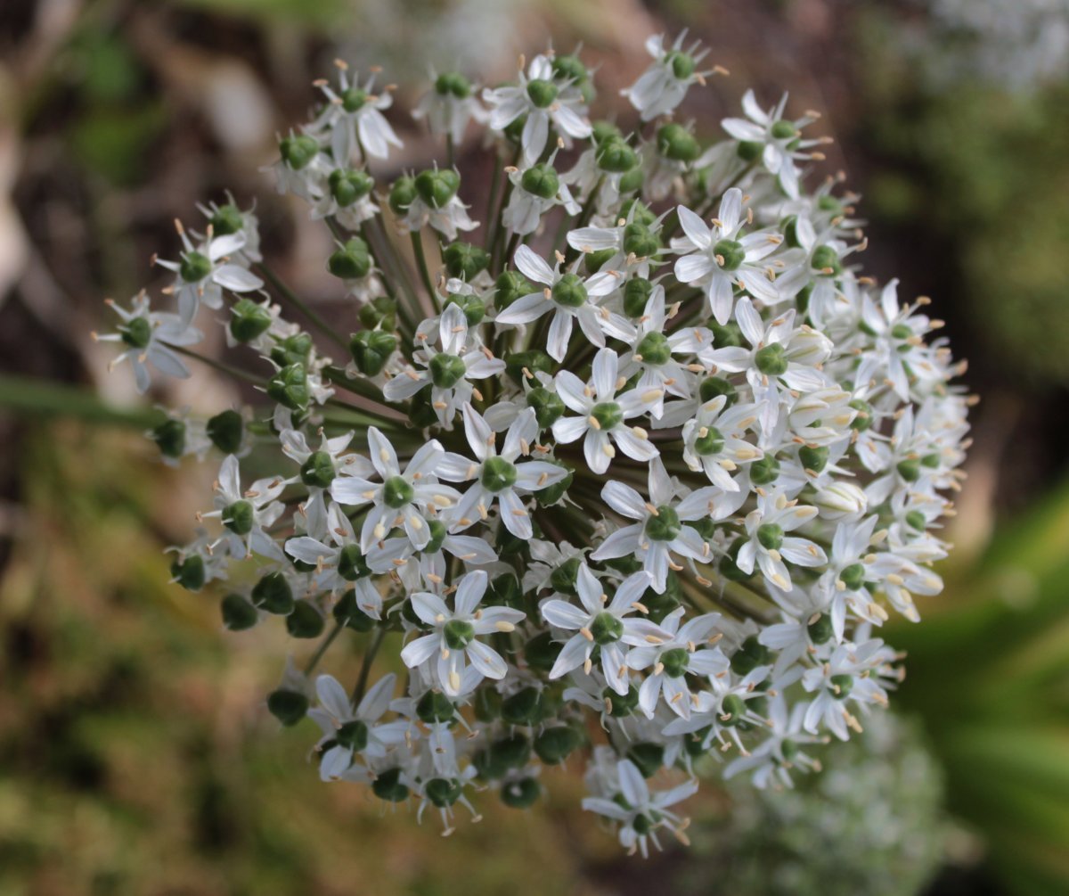 Аллиум черный - фото 10