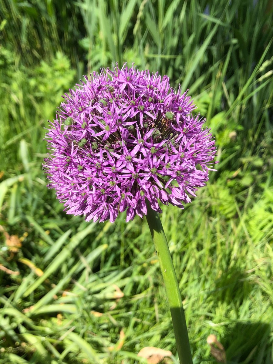 Аллиум черный - фото 3