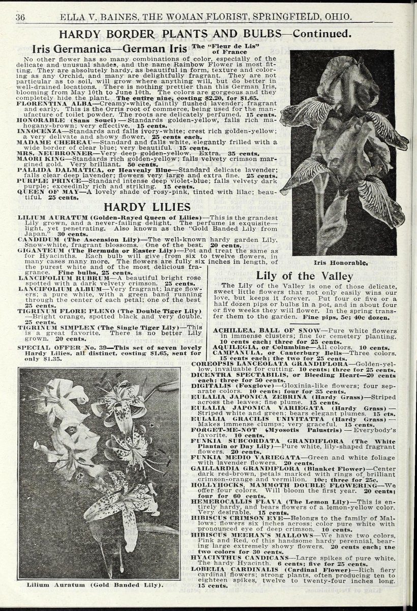 Гиацинт махровый Холлихок - фото 5