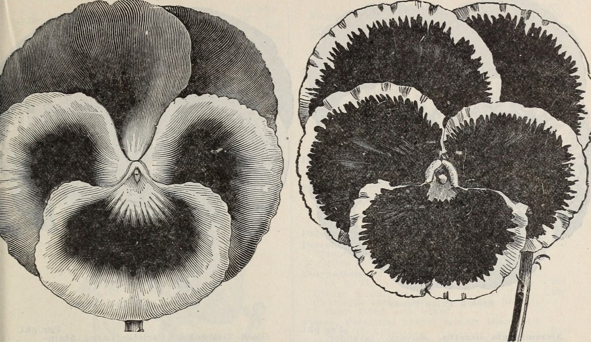 Гиацинт махровый Холлихок - фото 2