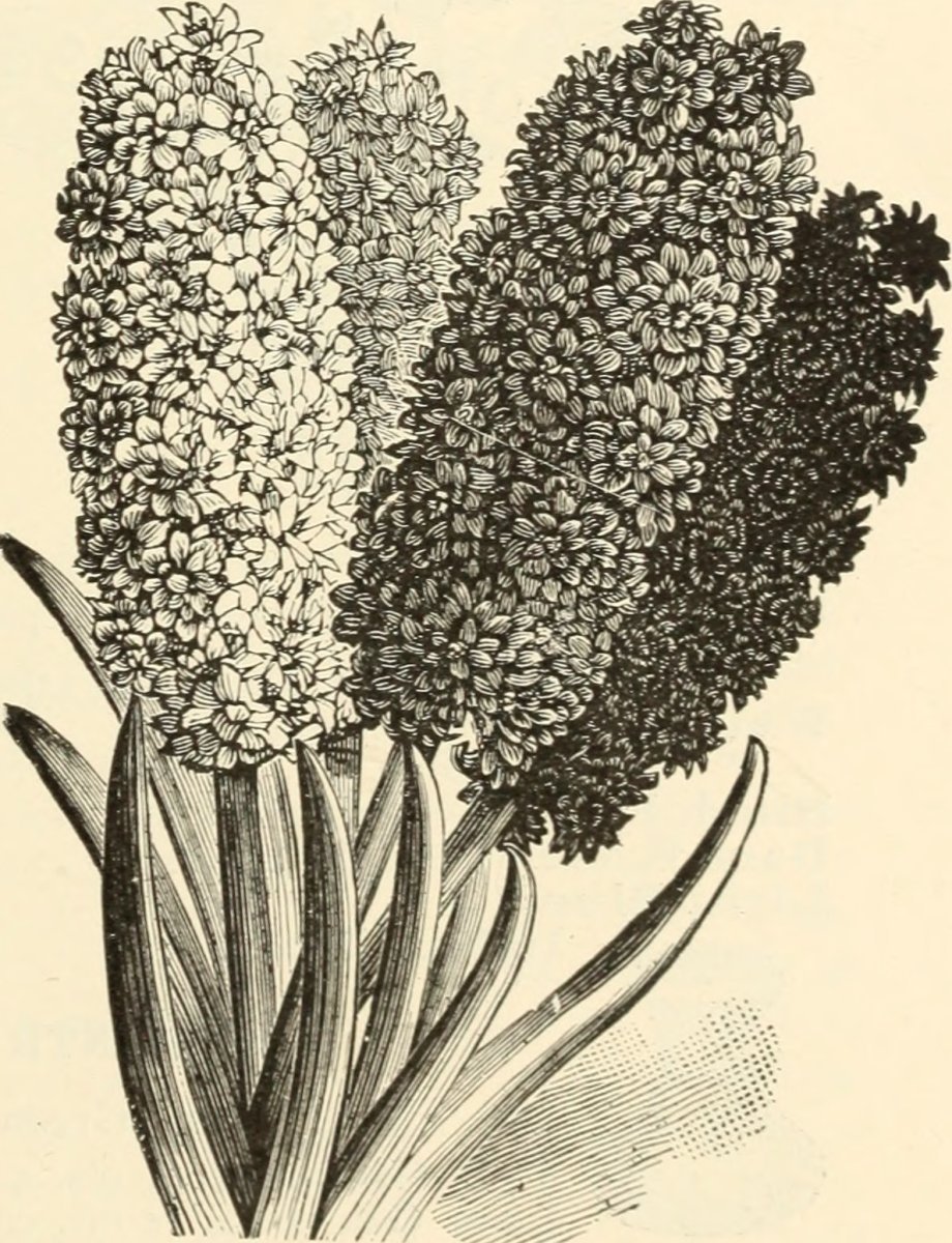 Гиацинт садовый Анна Мари - фото 4