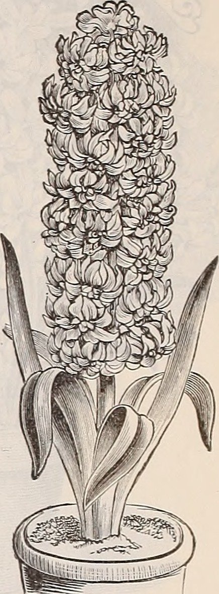 Гиацинт садовый Анна Мари - фото 11