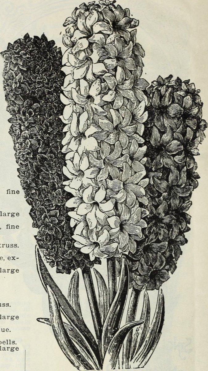 Гиацинт садовый Анна Мари - фото 10