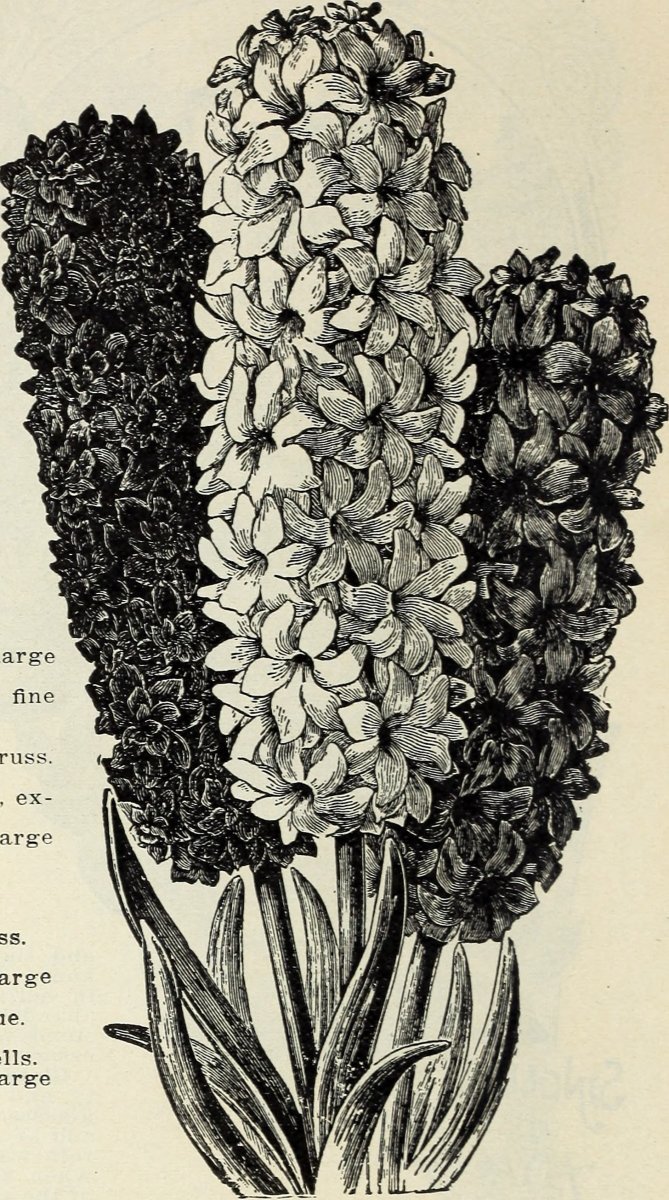 Гиацинт садовый Анна Мари - фото 8