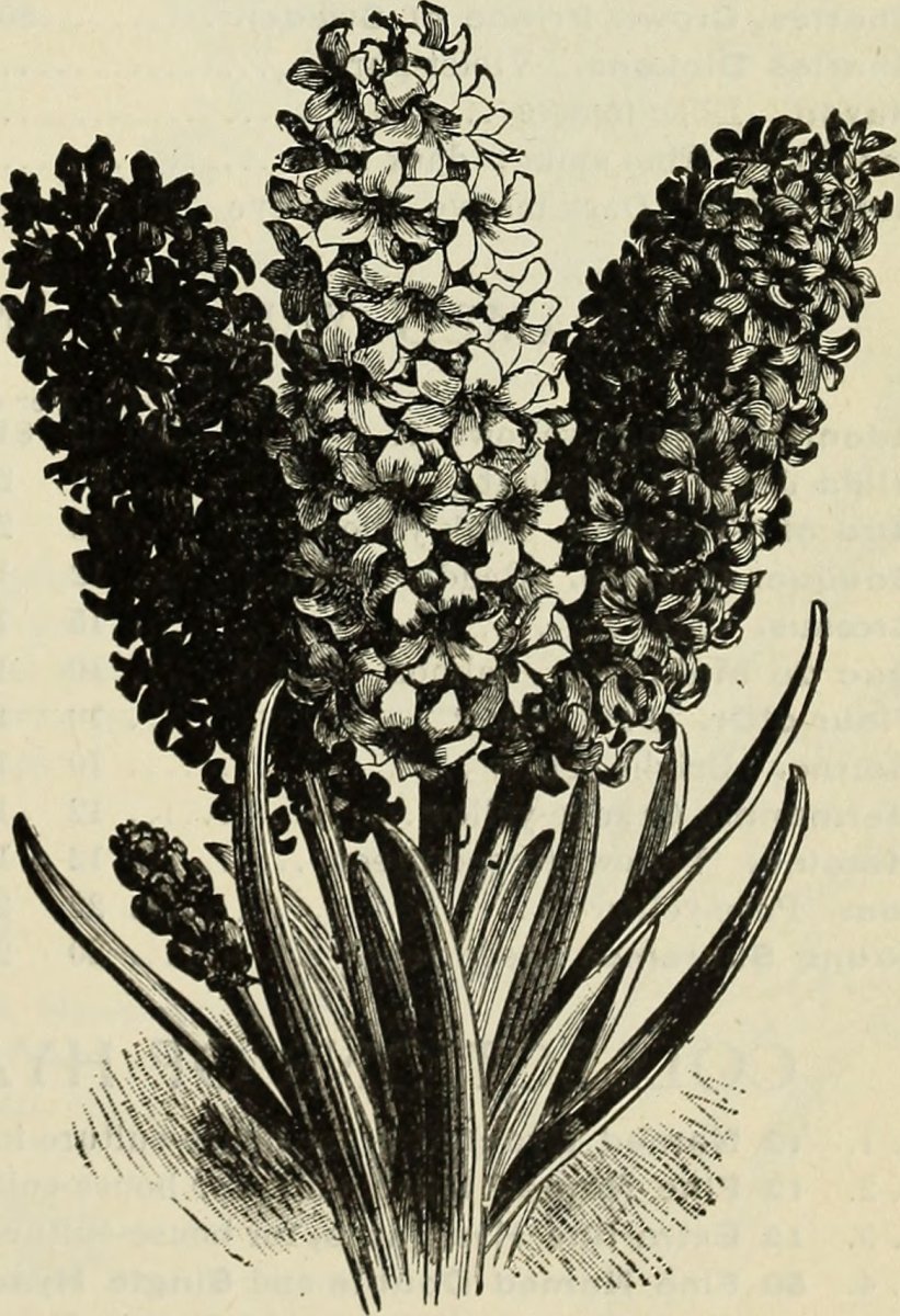 Гиацинт садовый Анна Мари - фото 6