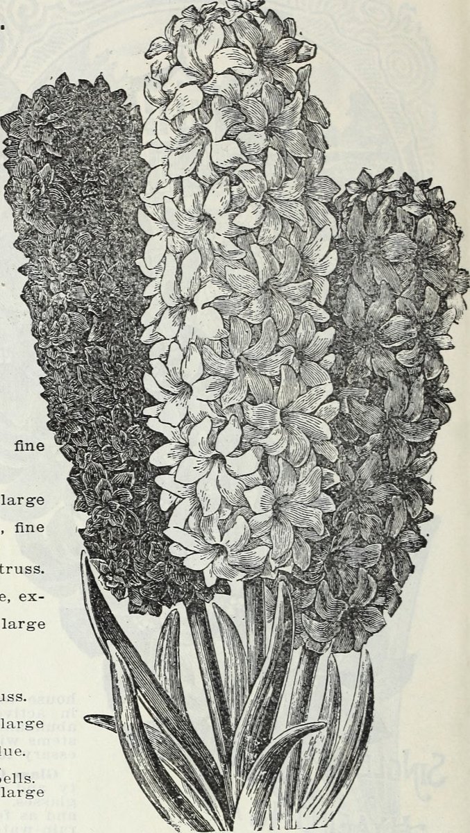 Гиацинт садовый Анна Мари - фото 9