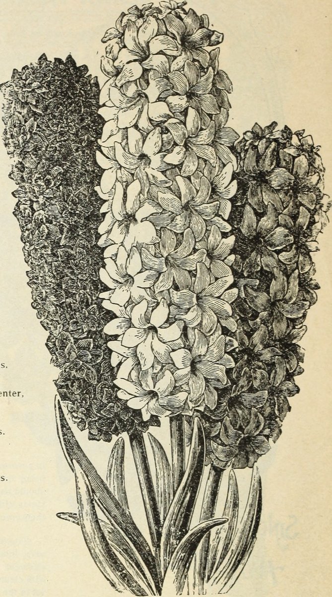 Гиацинт садовый Анна Мари - фото 7