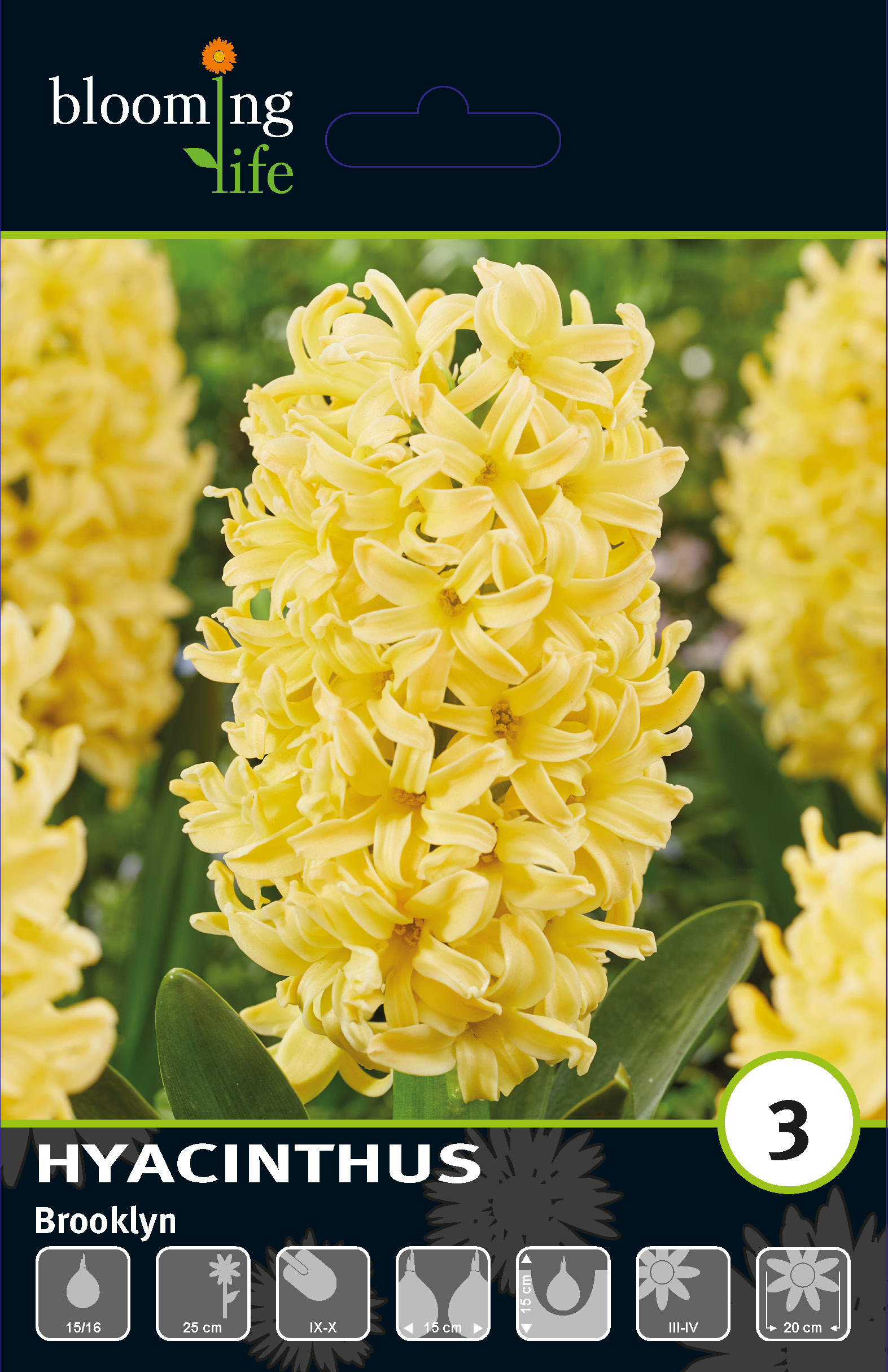 Гиацинт садовый Бруклин