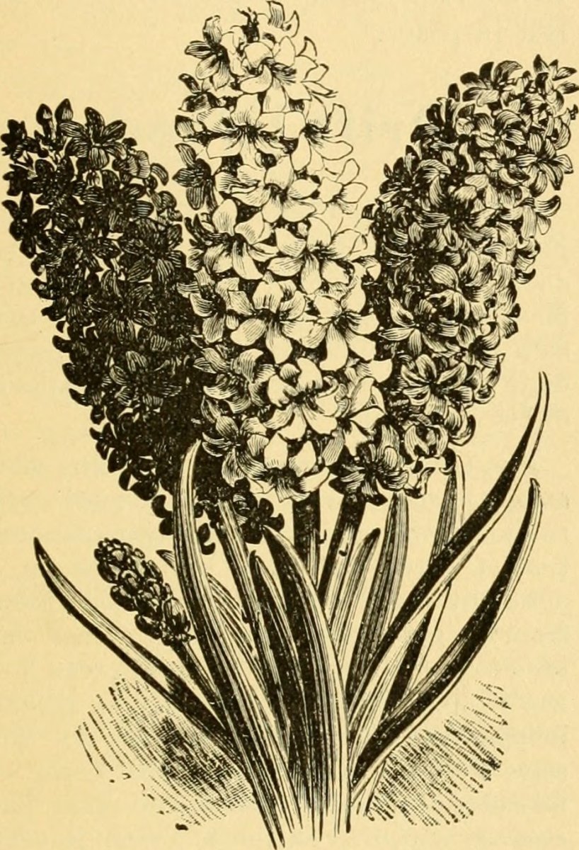 Гиацинт садовый Бруклин - фото 2