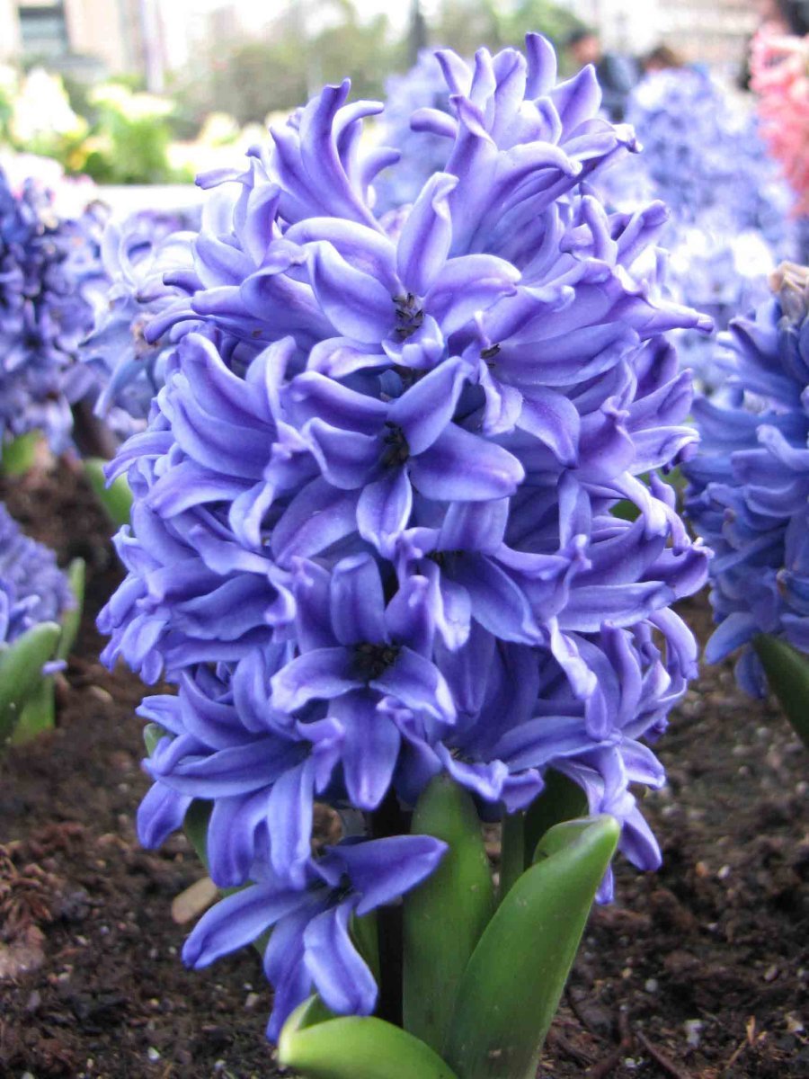 Гиацинт садовый Дельфт Блю - фото 6